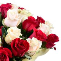 Червоно-кремові троянди (51 шт.) Вест Ярмут