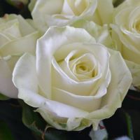 Bouquet white roses Verhnedvinsk