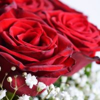 25 роз На важливу подію Бланес