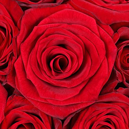 Букет червоних троянд в коробці Букет червоних троянд в коробці