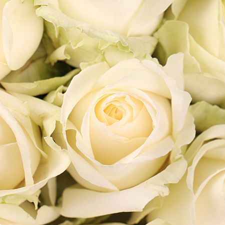 Білі троянди Легкий крем Білі троянди Легкий крем