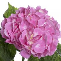 Pink hydrangea by piece Ascot Vail
