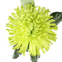Chrysanthemum green piece Nizhnie Holohory