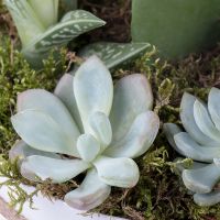 Succulents in decorative boxes Shymkent