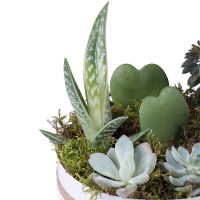 Succulents in decorative boxes Shymkent