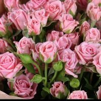 15 pink spray roses Inchon