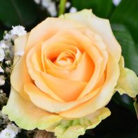  Букет Кошик троянд Віндхоук
														
