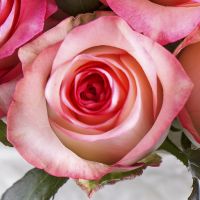 51 троянда Джумілія Кіркліс