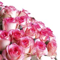 51 троянда Джумілія Сен-Жорж-д'Олерон