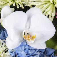  Bouquet Flower enchantress Denpasar
														