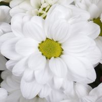  Bouquet Exquisite beauty Fudgeyra
														