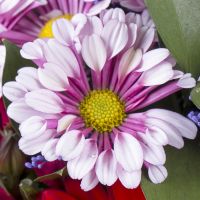 Букет квітів Колиска Хаарлем
