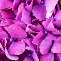 Bouquet Colored dreams Bali
                            