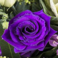  Bouquet Purple breeze Haarlem
														