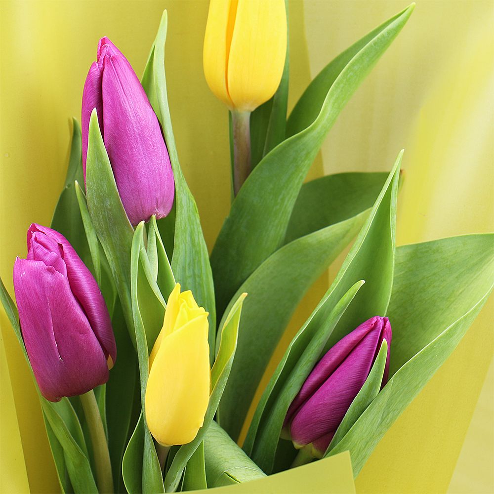 Mix of tulips + kinder surprise Mix of tulips + kinder surprise