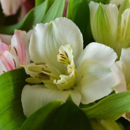 Spring tenderness (wholesale) Spring tenderness (wholesale)