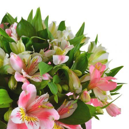 Spring tenderness (wholesale) Spring tenderness (wholesale)