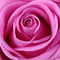 Букет квітів Мелодія троянд Кан-Пастилья
