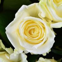 101 white roses + Martini Bianco Grodno