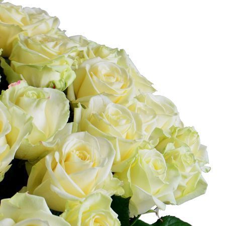 101 white roses + Martini Bianco 101 white roses + Martini Bianco