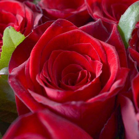 101 red roses + Martini Bianco 101 red roses + Martini Bianco