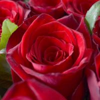 101 red roses + Martini Bianco Volchansk