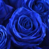 Blue roses by the piece Melovoe