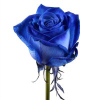 Поштучно синие розы Ена