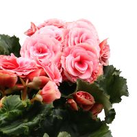 Bouquet Бегония розовая  Ceadir-Lunga
														