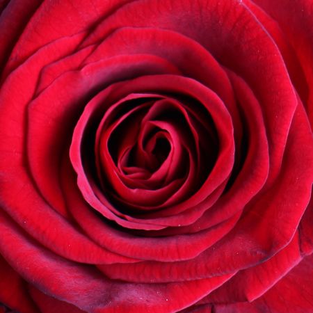 Букет «51 роза + Королевский шедевр » Букет «51 роза + Королевский шедевр »