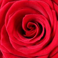 50 красных роз Спелло