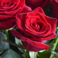 25 красных роз Русе