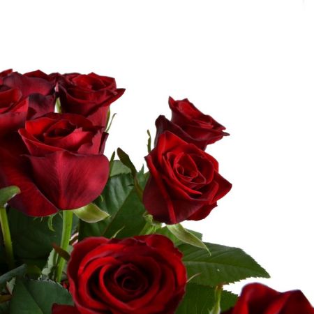 Букет из 19 красных роз Букет из 19 красных роз