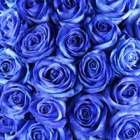Из 51 синей розы Vienna