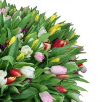  Bouquet  501 tulip Ponticlun (USA)
														