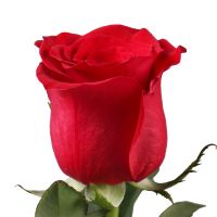 Поштучно красные розы премиум 80 см Аркалык