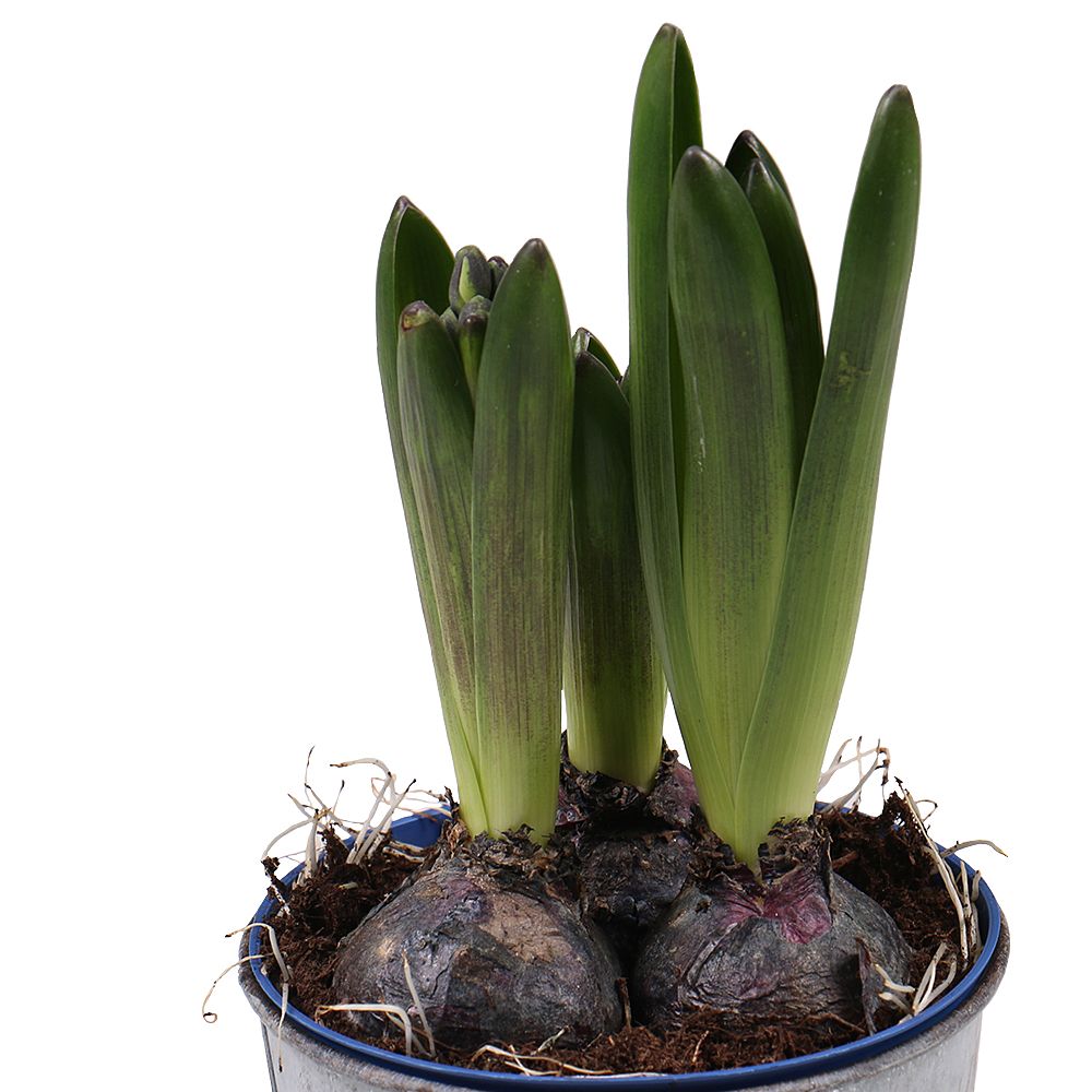 Hyacinth in the flowerpot Hyacinth in the flowerpot