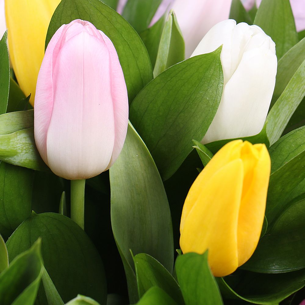 15 multi-colored tulips 15 multi-colored tulips
