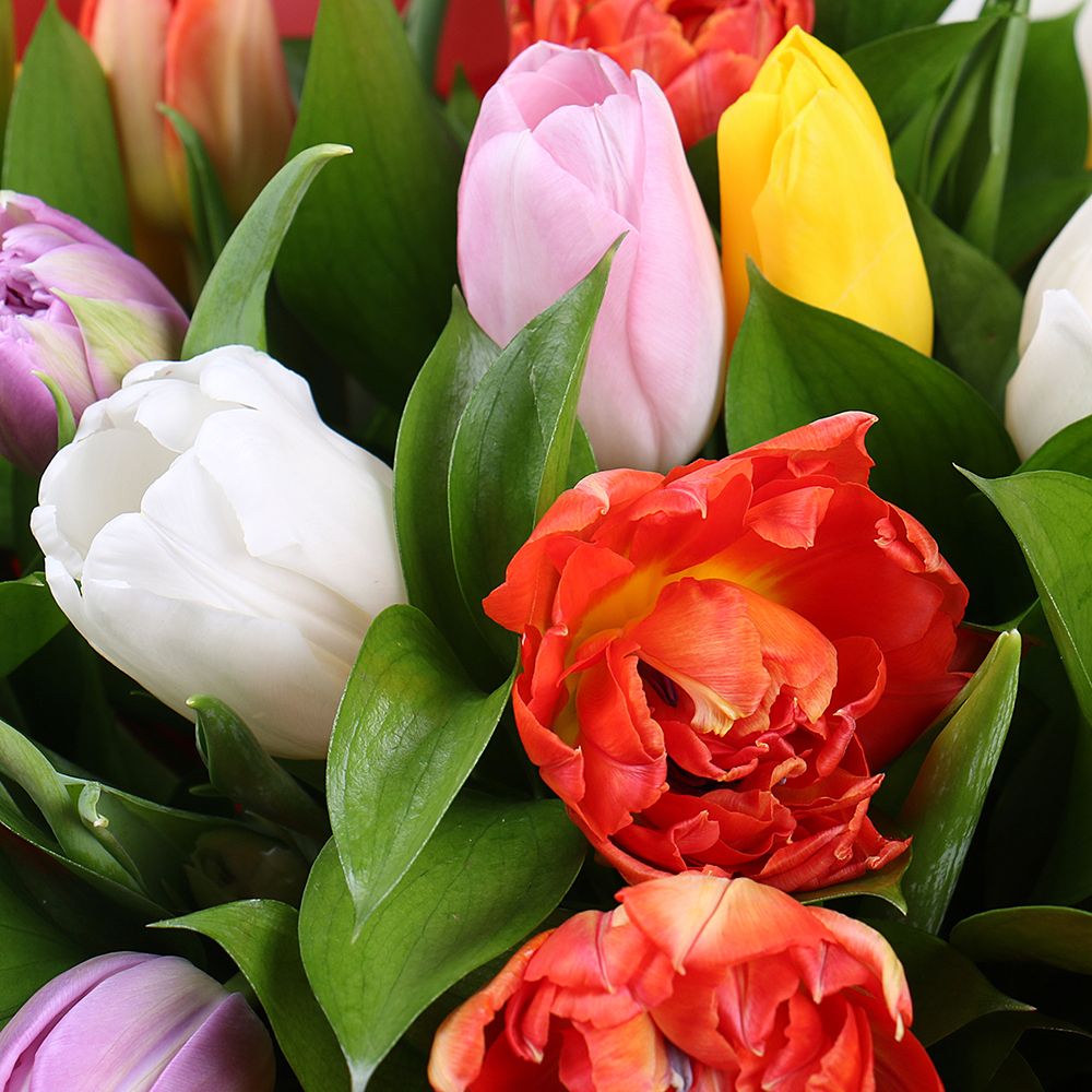 19 різнокольорових тюльпанів 19 різнокольорових тюльпанів