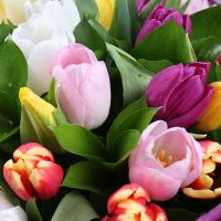 25 різнокольорових тюльпанів Коломбьєр