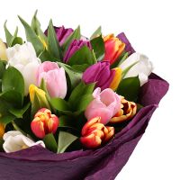 25 multi colored tulips Bunde