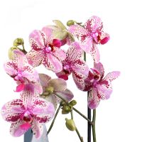 Orchid is spotty Bischweier