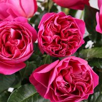 Троянда Девіда Остіна Кейт поштучно Наді