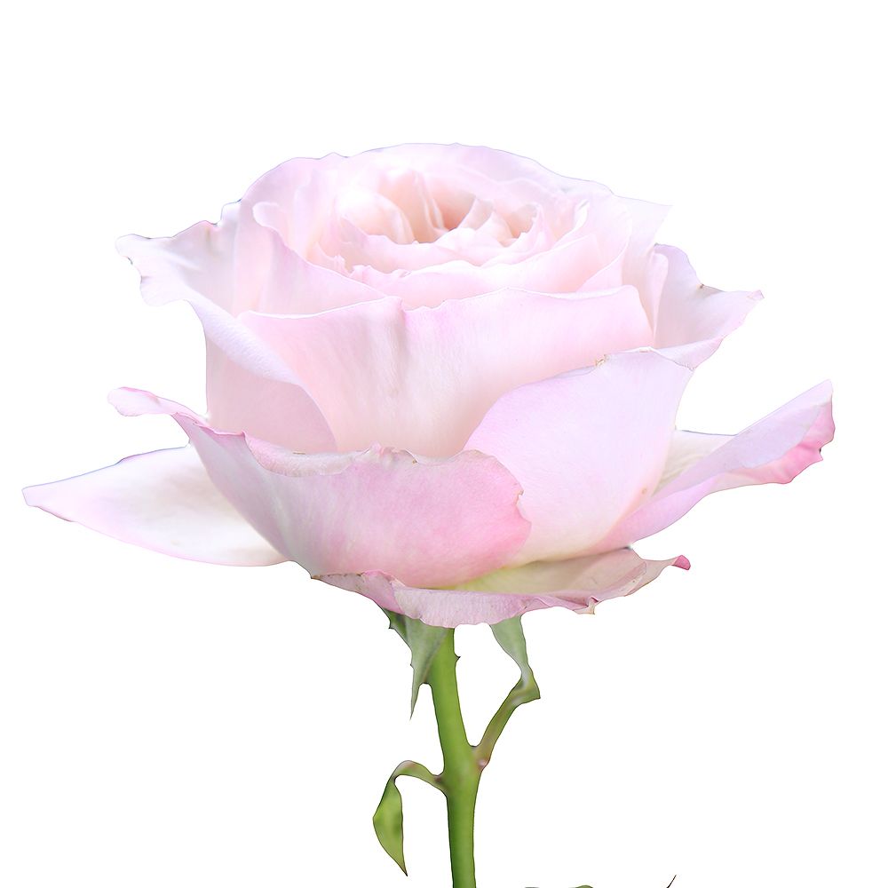 Троянда Девіда Остіна Кейра поштучно Троянда Девіда Остіна Кейра поштучно