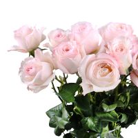 Троянда Девіда Остіна Кейра поштучно Бічкомбер Айленд Резорт