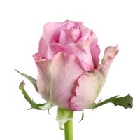 Троянда Меморі Лейн поштучно Грифіце