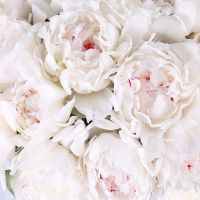 White peonies by piece Pflugerville