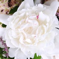 Букет квітів Біла хмара Кастель-д'Аро