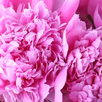 Peony crimson one by one Straseni