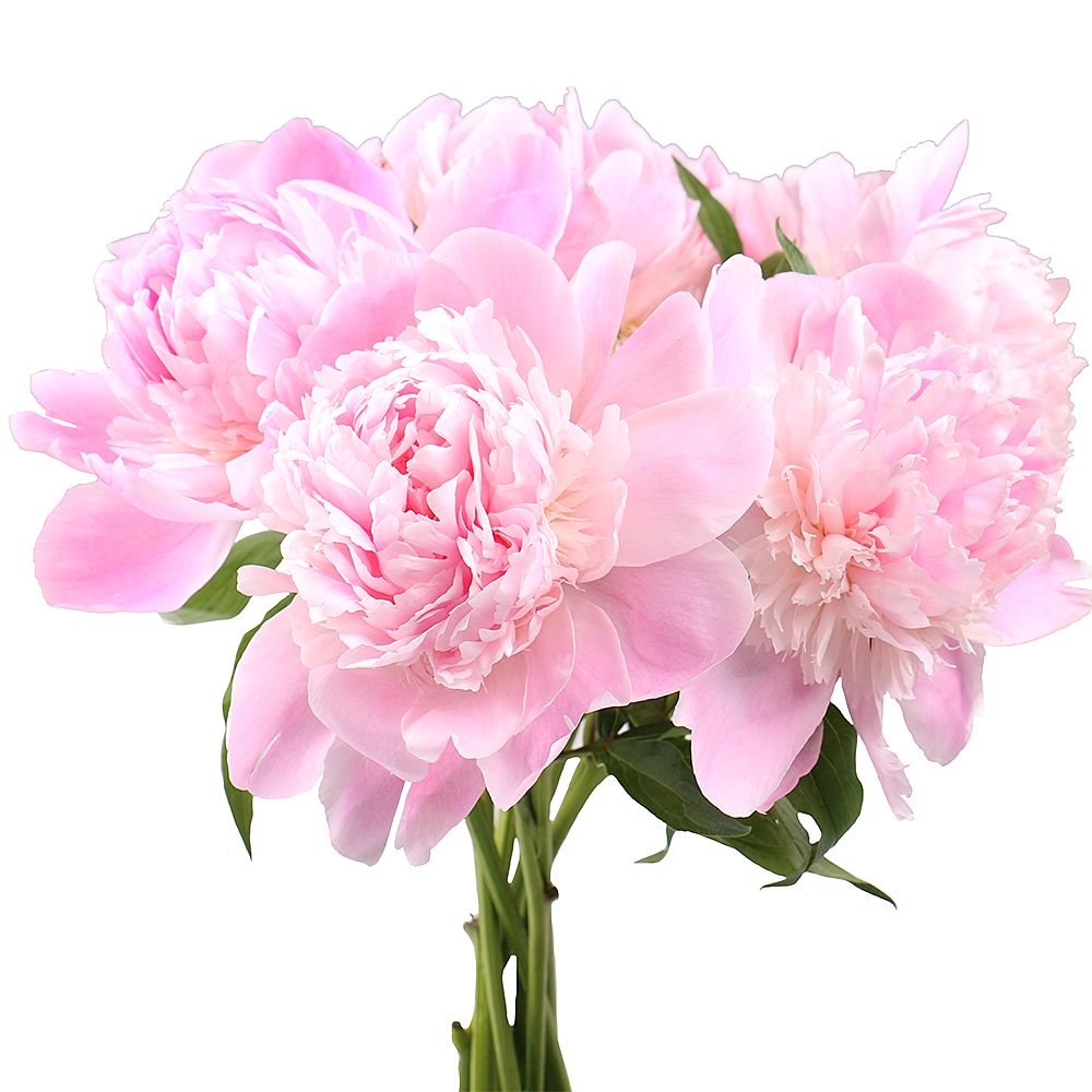 Peony is light pink by the piece Peony is light pink by the piece